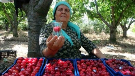 ‘Lapseki devi’ olarak biliniyor, hasadı sadece 10 gün sürüyor! Kilosu bir servet değerinde! Çay bardağına bile sığmıyor