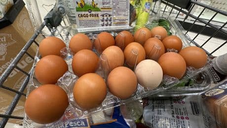 Trump administration sues California over egg prices and blames animal welfare laws