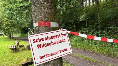 Tierkrankheiten: Afrikanische Schweinepest in NRW - Landwirte in Sorge
