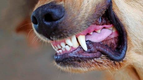 Hondje doodgebeten, eigenaar eist bij rechter smartengeld voor zichzelf en dochter