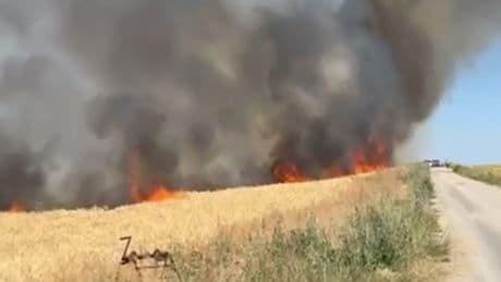 Ankara'da buğday tarlasında yangın; 40 dönüm ekili alan zarar gördü