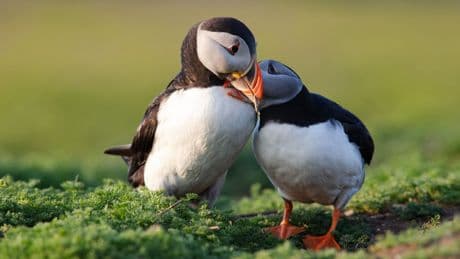New law to tackle 'nature emergency' in Wales - where 'one in six species at risk of extinction'