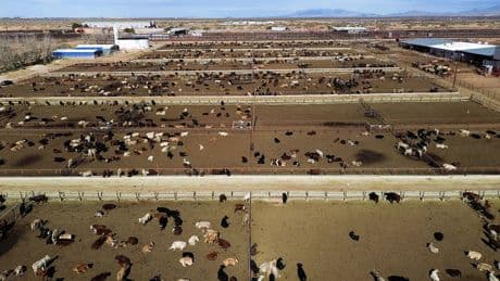 US shuts southern border to livestock imports to stop spread of deadly flies