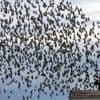 Folgen von Social Media: Natur im Fokus - Wenn Fotos Tiere stören