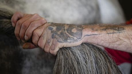 Horses on a Kentucky farm are helping men build sober lives, gain work and reunite families