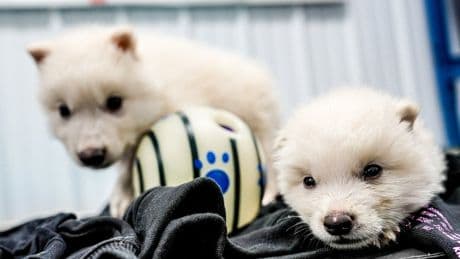 They’re here. They’re howling. But, are they resurrected dire wolves?