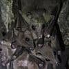 Scientists discover two brand new viruses in bats in China - and warn they could spill over to humans