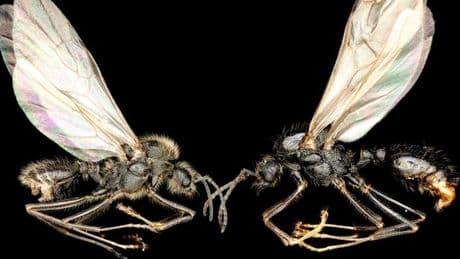 Une même mère pour deux fils d’une espèce différente : un exploit signé par les fourmis
