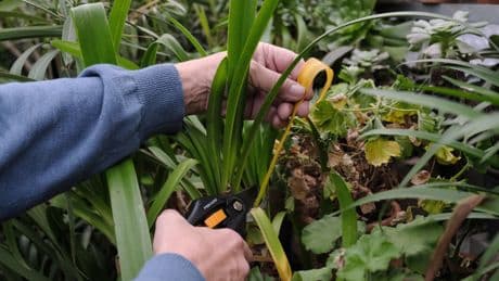 Gartenpflanzen im Topf: Diese Maßnahmen sind jetzt wichtig