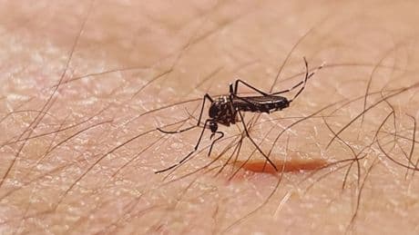 Chikungunya-Fall an deutscher Grenze: Was Sie über das Tropenvirus wissen sollten