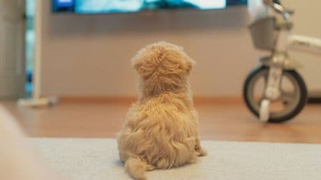 Cani guardano la televisione: il nuovo studio. Ecco come seguono le immagini e rispondono agli stimol