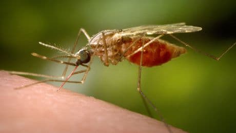 China fights mosquito-borne chikungunya virus with drones, fines and nets
