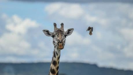 Gerald the giraffe brutally killed film-maker with horrifying headbutt
