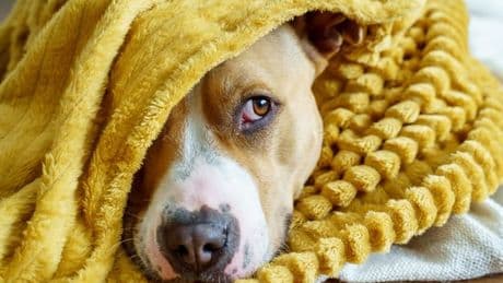 'I adopted a dog nobody wanted – there's reason why you should do the same'