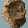 Mysterious fingerprint found on 2,600-year-old seal linked to Biblical doomsday warning