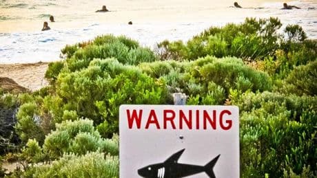 Beim Schwimmen attackiert: Hai greift Teenager in Australien an - schwer verletzt