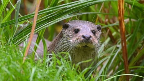 Tierschutz in Bayern: Fischereiverband klagt über Klagen gegen Fischotter-Tötung