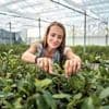 Trend-Getränk: Der Matcha-Boom: Vorreiterin setzt auf deutschen Teeanbau