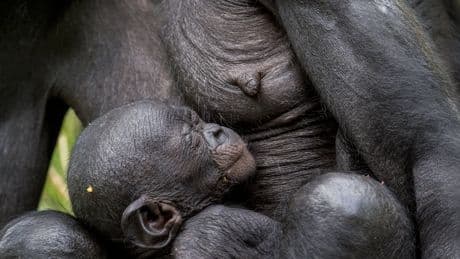 Feminismo darwiniano: así se acabó con el mito de la pasividad sexual de las hembras