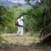 La Réunion : cinq nouveaux décès imputés au chikungunya malgré une épidémie en décrue