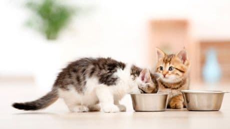 Kedi sahipleri dikkat! O kedi maması toplatılıyor: İç yaralanmalara veya kanamaya sebep oluyor