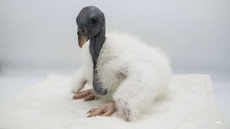 Fluffy Vulture Chick Has A Realistic Puppet For A Parent