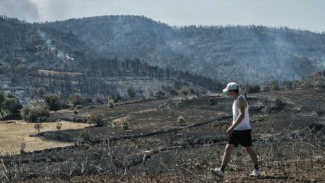 Incendie dans l’Aude : une forêt brûlée peut-elle se reconstituer ?