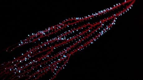 Las mejores playas de nuestro país para ver la bioluminiscencia nocturna