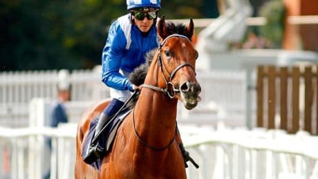 Bookies forced to slash odds of new Stewards’ Cup favourite despite start dilemma