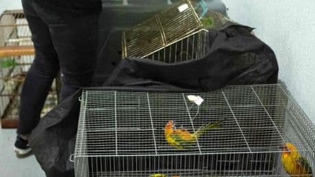 Brésil : coup de filet contre le trafic d’espèces sauvages, environ 700 animaux sauvés