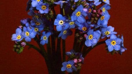 Le myosotis, ange bleu tombé du ciel