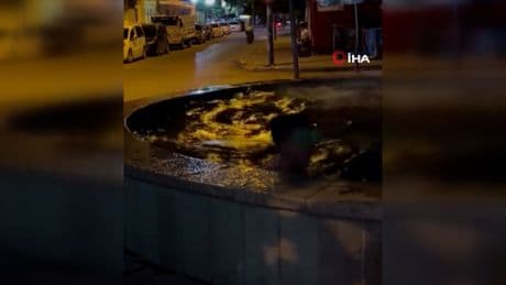 Sıcaktan bunalınca süs havuzuna koştular
