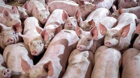 Schweinehaltung: Das staatliche Tierwohl-Siegel steht auf der Kippe