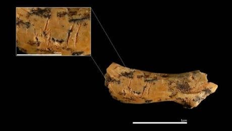 Los huesos de un niño canibalizado reafirman esta práctica entre humanos en Atapuerca