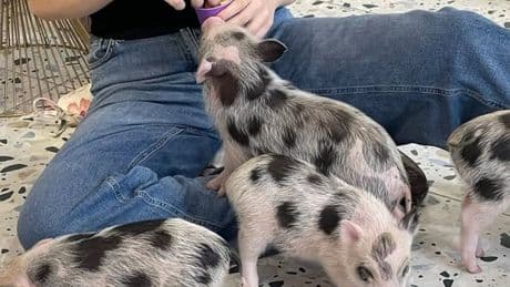 Kyiv piglet cafe provides rare moment of calm for residents under Russia’s bombardment