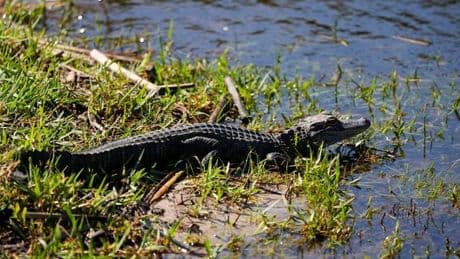 Reptil gesichtet: Vechta sucht nach Alligator