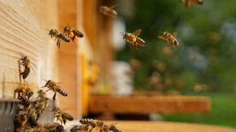 Worker trying to repair roof at retirement community dies after attack by a swarm of killer bees