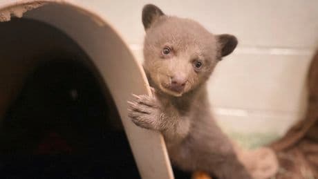 Orphaned bear cub finds comfort in a teddy bear and costumed caregivers