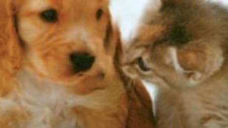 Condominio: come funziona se vuoi avere un cane in casa
