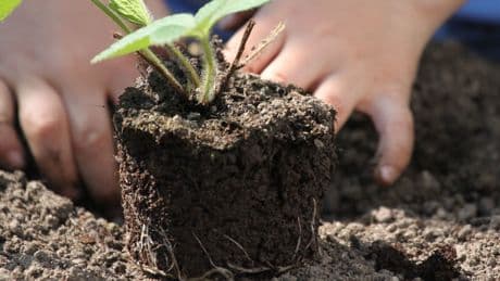 Evita que las plantas se marchiten con el calor del verano cumpliendo con estos cuidados básicos