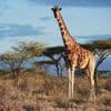 Weltnaturschutzunion: Von wegen „die“ Giraffe: Vier verschiedene Arten anerkannt