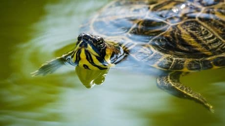 El gobierno prohíbe tener la típica tortuga o el pez limpiafondos como mascota con multas de hasta 200.000 euros