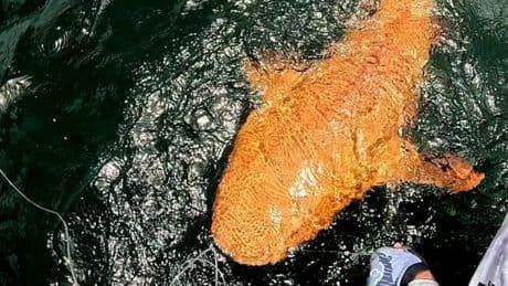 How A Golden Nurse Shark Made History
