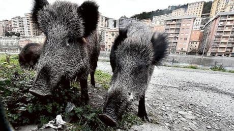 Erano 17 i cinghiali abbattuti a Levanto, 12 sono stati dati ai cacciatori di Chiavari