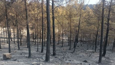 Mersin'de ormanlık alandaki yangına ilişkin 2 kişi tutuklandı