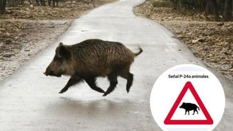 Alerta por el aumento de accidentes de tráfico con animales: Vigila los siguientes puntos