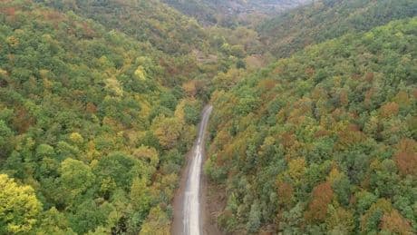 Kuzey ormanlarında yeni tehdit: Türbinler yolda, ağaçlar tehlikede