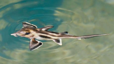 Do Sharks Really ‘Play Dead’? The Complicated Truth About Tonic Immobility.