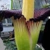 Le « phallus de Titan », la plus grande fleur du monde, va une nouvelle fois fleurir près de Nancy