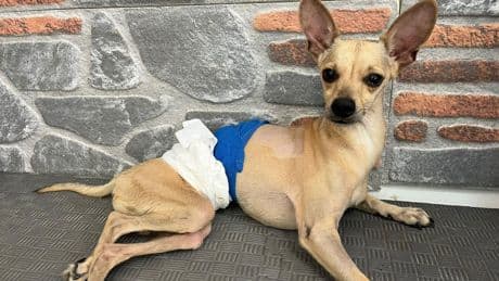 Bir can daha 'heves' kurbanı oldu: Ayrılan çift, köpekleri 'Lucky'i terk etti